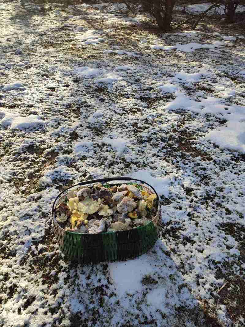 За окном снег, а белорусы еще умудряются собирать ведрами грибы и хвастаться трофеями