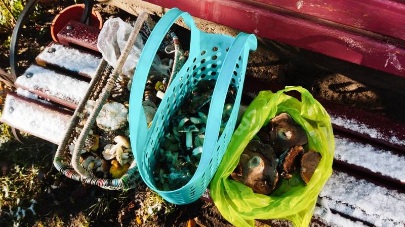 За окном снег, а белорусы еще умудряются собирать ведрами грибы и хвастаться трофеями