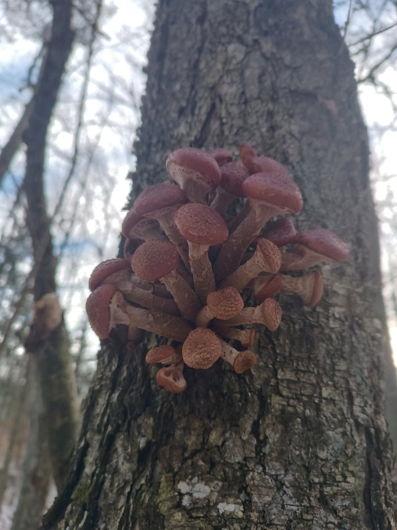 За окном снег, а белорусы еще умудряются собирать ведрами грибы и хвастаться трофеями