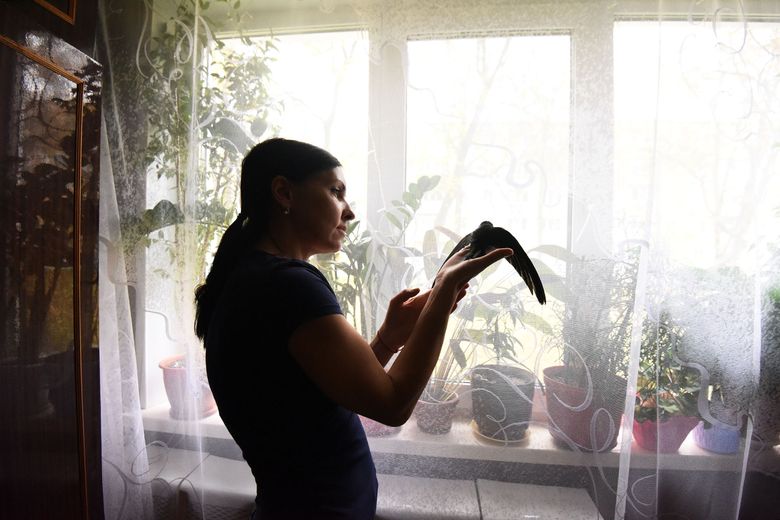 Подарок с неба. Как гомельчанка спасла и выходила птенца стрижа