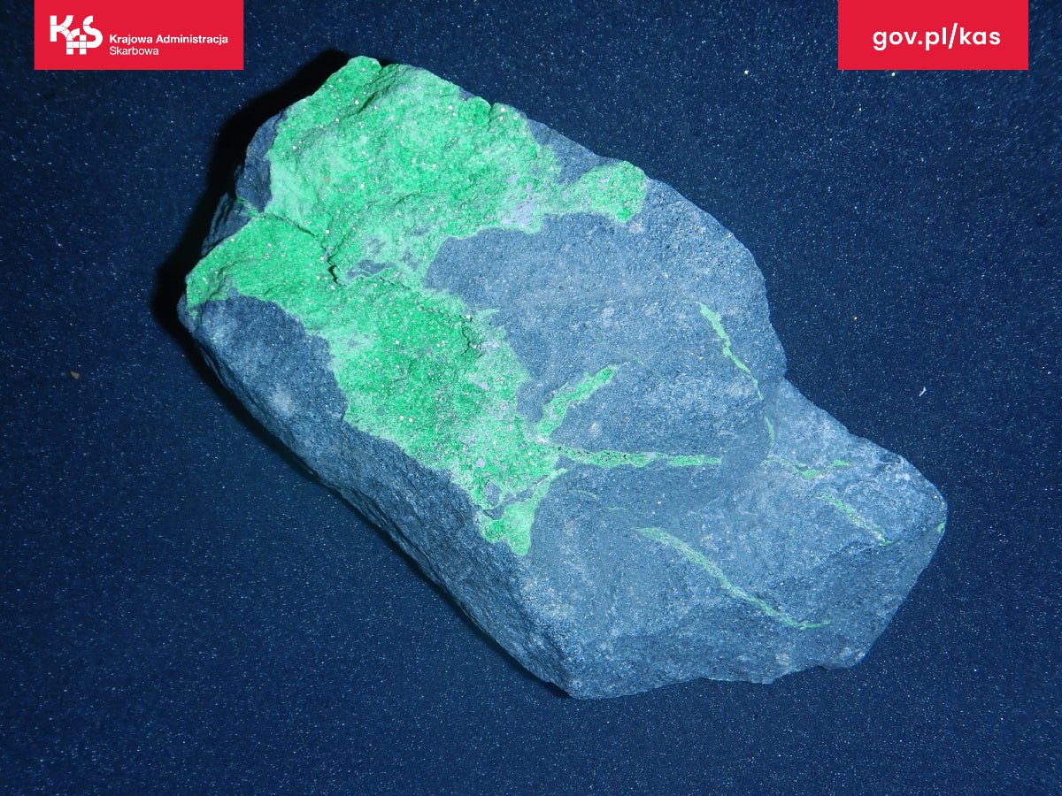 Белорус пытался контрабандой ввезти в Польшу древние окаменелости