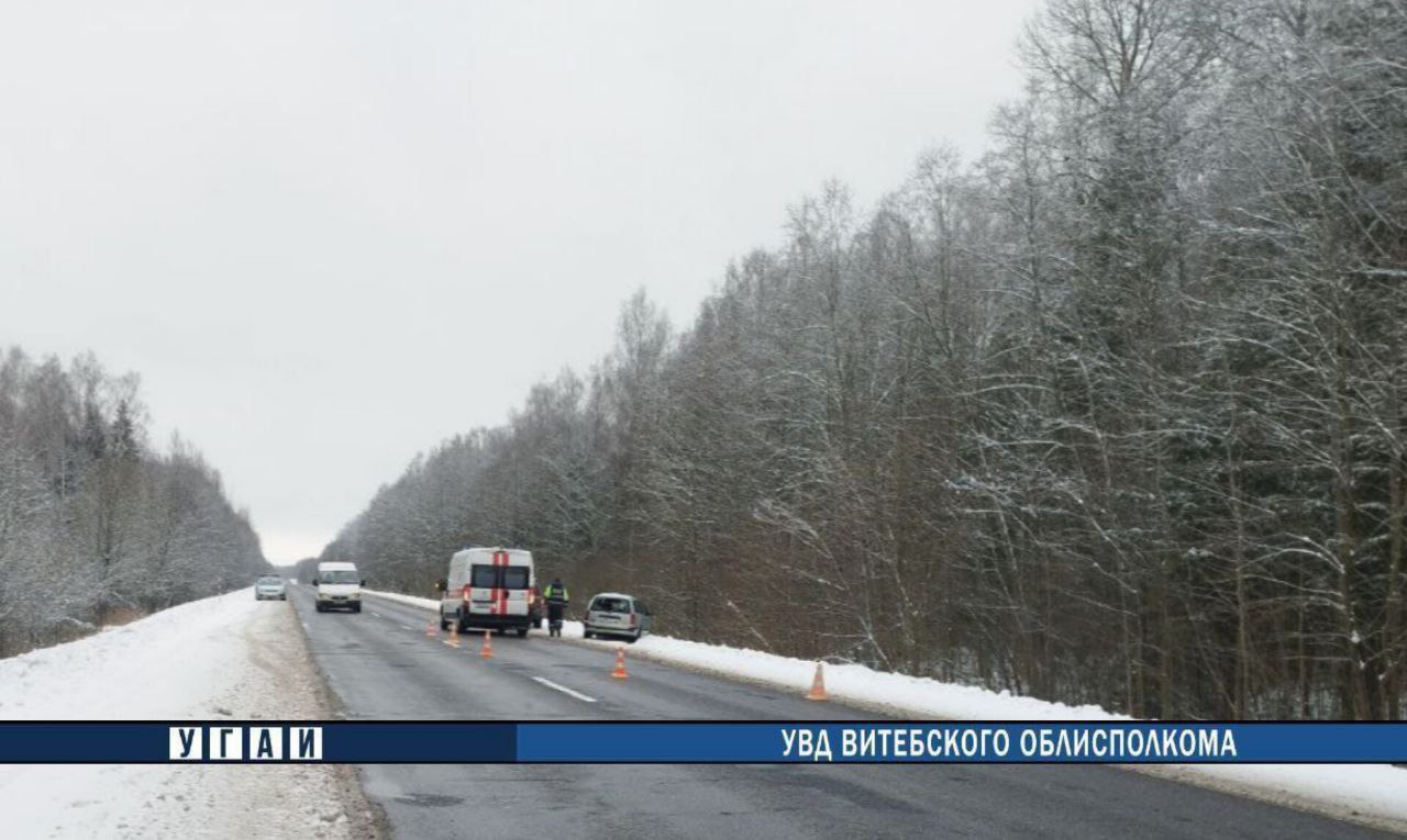 В Витебской области автомобиль сбил лося