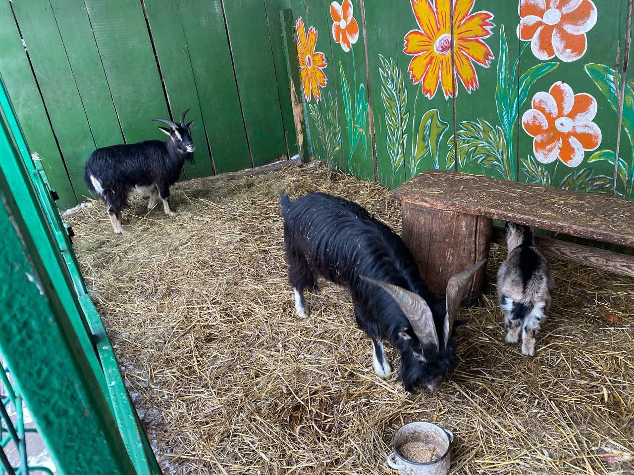 В Бресте у аттракционов в Парке воинов-интернационалистов находится небольшой зооуголок. Как проходит зимовка?