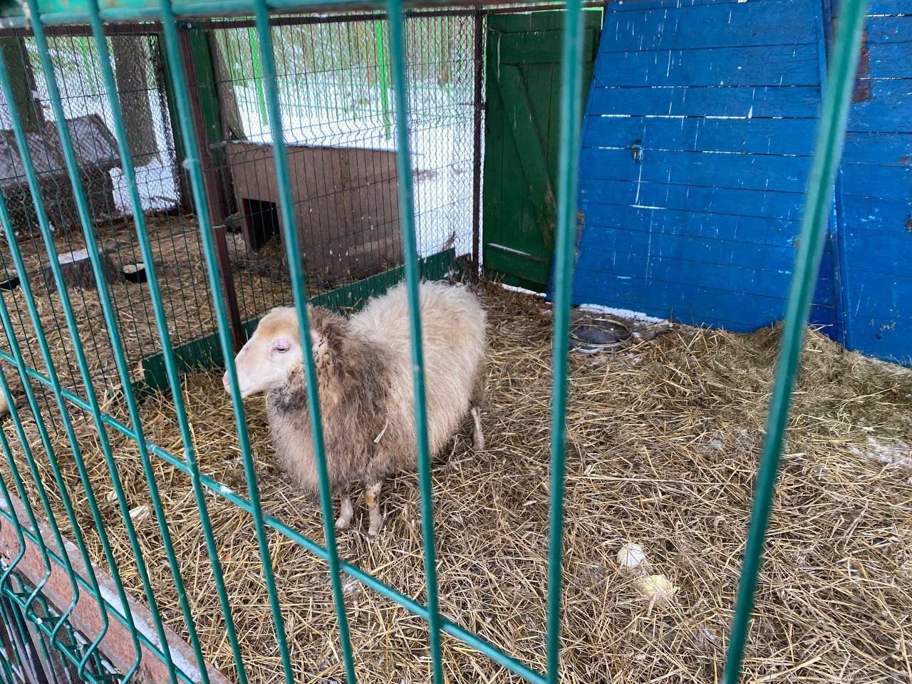 В Бресте у аттракционов в Парке воинов-интернационалистов находится небольшой зооуголок. Как проходит зимовка?