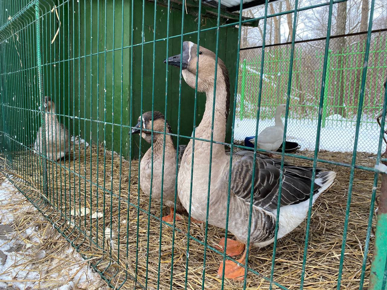 В Бресте у аттракционов в Парке воинов-интернационалистов находится небольшой зооуголок. Как проходит зимовка?