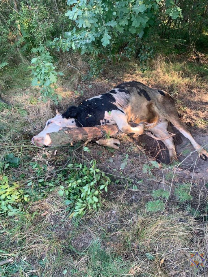 Ганцевичские спасатели помогли корове выбраться из «ловушки»