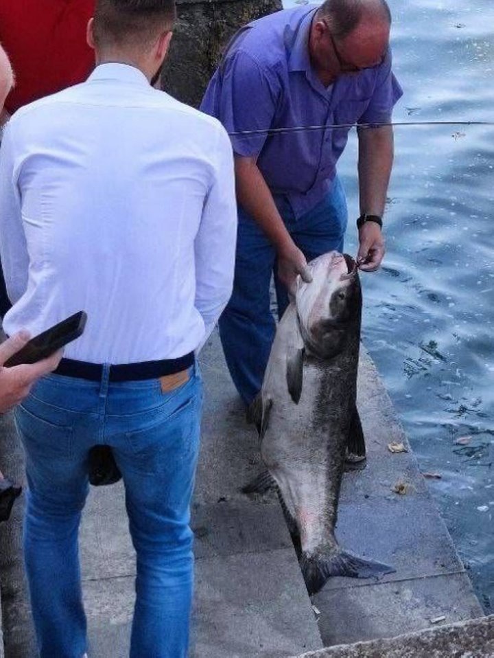 «Это большая удача». Рыбак в центре Минска поймал огромного толстолобика