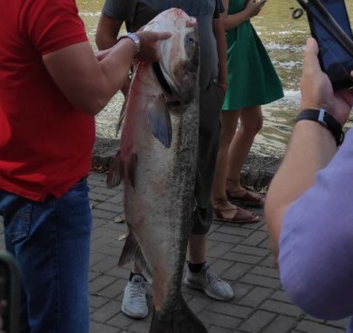 «Это большая удача». Рыбак в центре Минска поймал огромного толстолобика