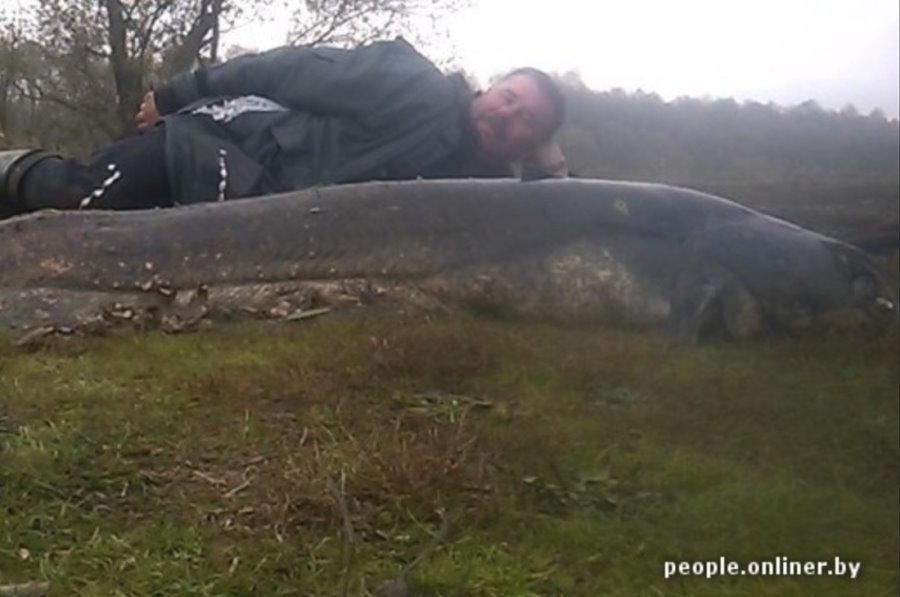 Сомы весят тонну и могут убить человека? Обсудили страшилки о самой большой рыбе в Беларуси