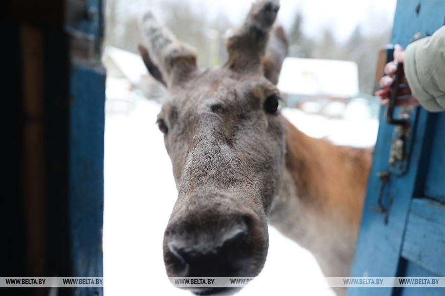 «Он спит у телевизора и обожает овсяное печенье». История об удивительной дружбе Олега и его оленя