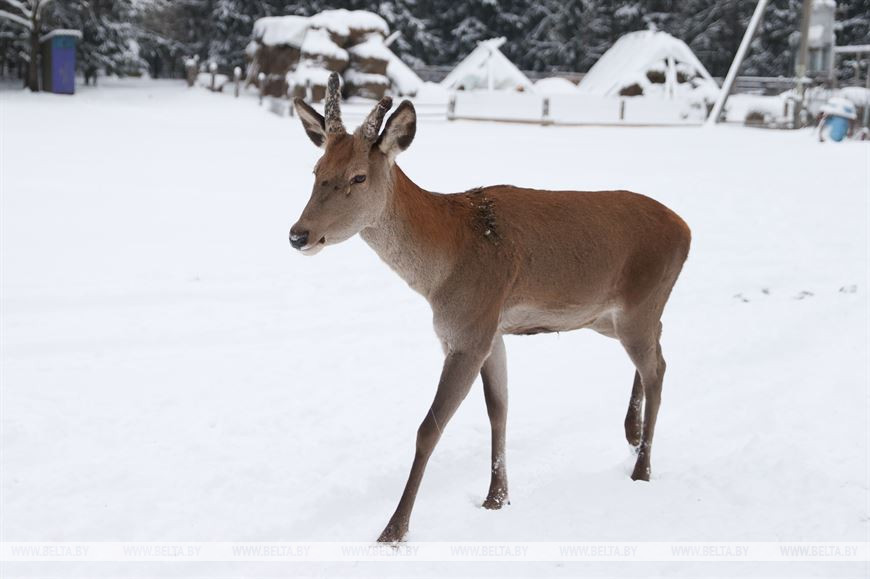 «Он спит у телевизора и обожает овсяное печенье». История об удивительной дружбе Олега и его оленя