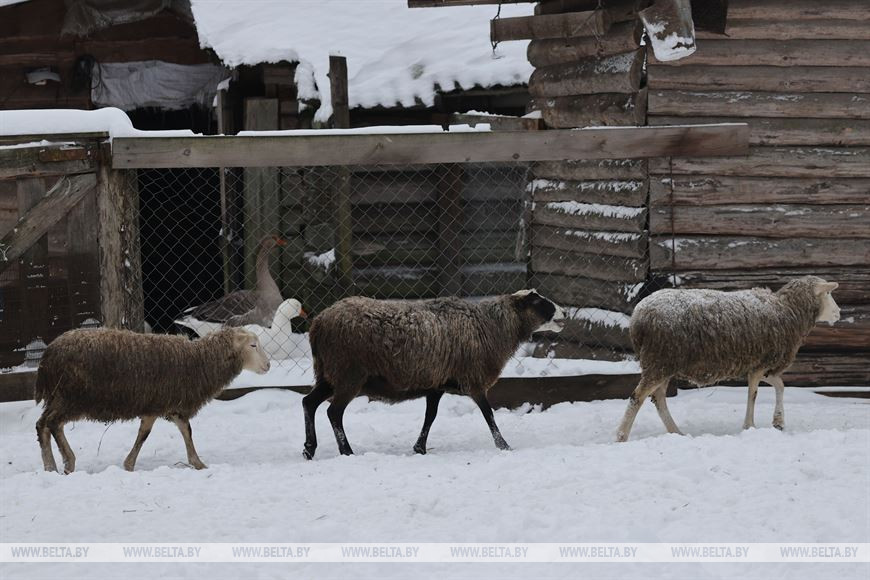 «Он спит у телевизора и обожает овсяное печенье». История об удивительной дружбе Олега и его оленя