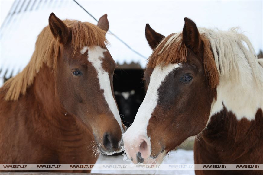 «Он спит у телевизора и обожает овсяное печенье». История об удивительной дружбе Олега и его оленя