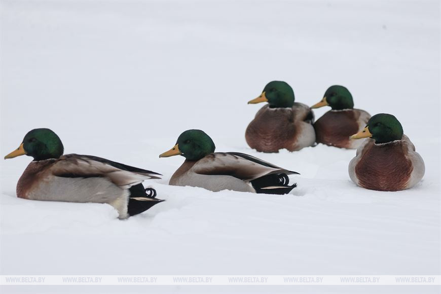 «Он спит у телевизора и обожает овсяное печенье». История об удивительной дружбе Олега и его оленя