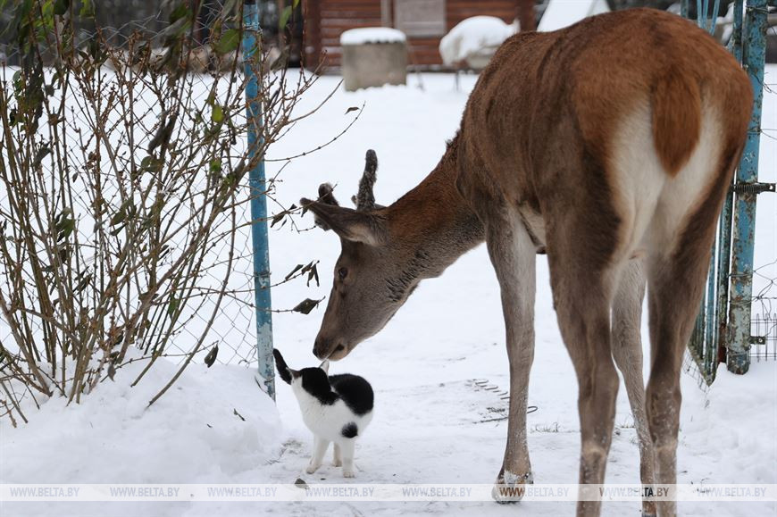 «Он спит у телевизора и обожает овсяное печенье». История об удивительной дружбе Олега и его оленя