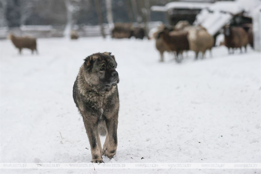 «Он спит у телевизора и обожает овсяное печенье». История об удивительной дружбе Олега и его оленя