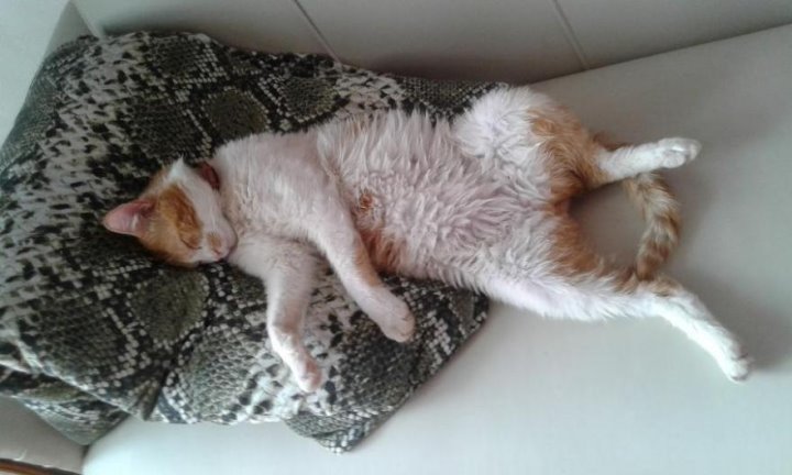 Кот из Молодечно пропал на два года и все-таки вернулся домой. Трогательная история