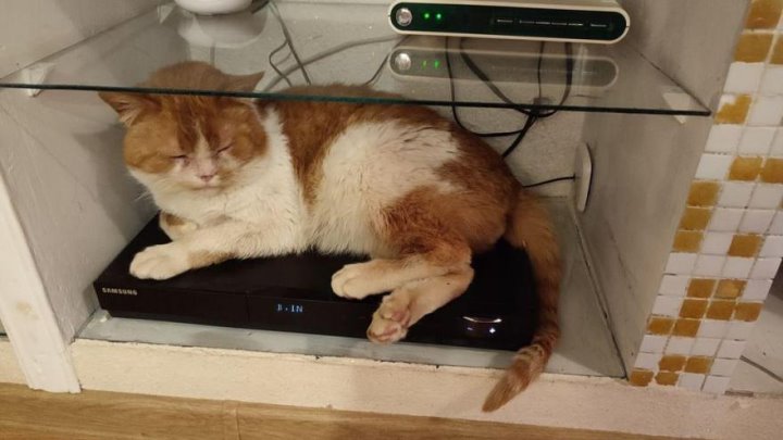 Кот из Молодечно пропал на два года и все-таки вернулся домой. Трогательная история