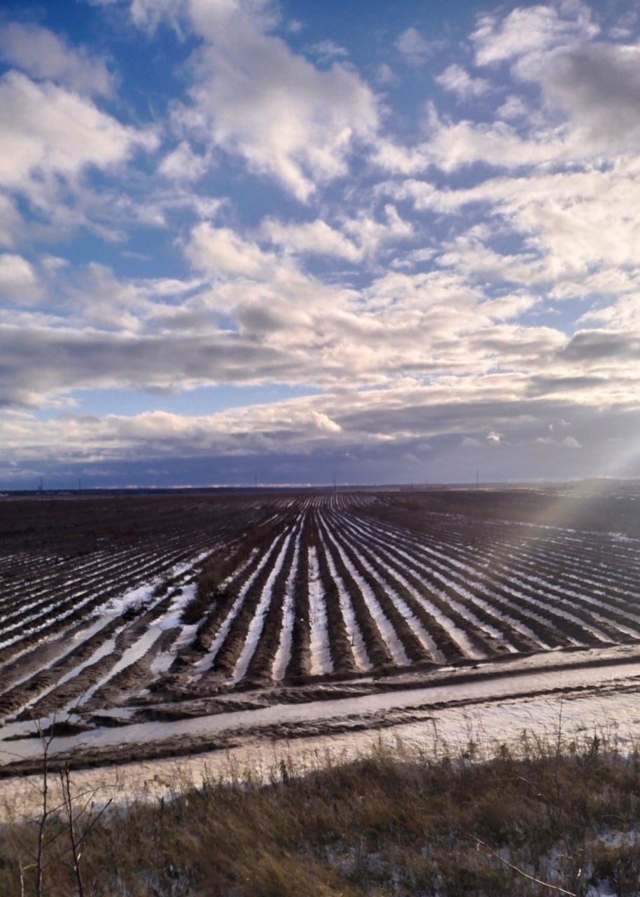 В Беларуси нашли поле со 150 тоннами неубранной картошки
