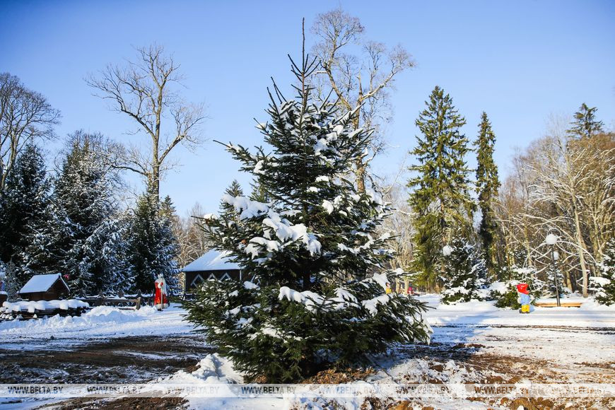 О буднях белорусского Деда Мороза. Репортаж из Беловежской пущи