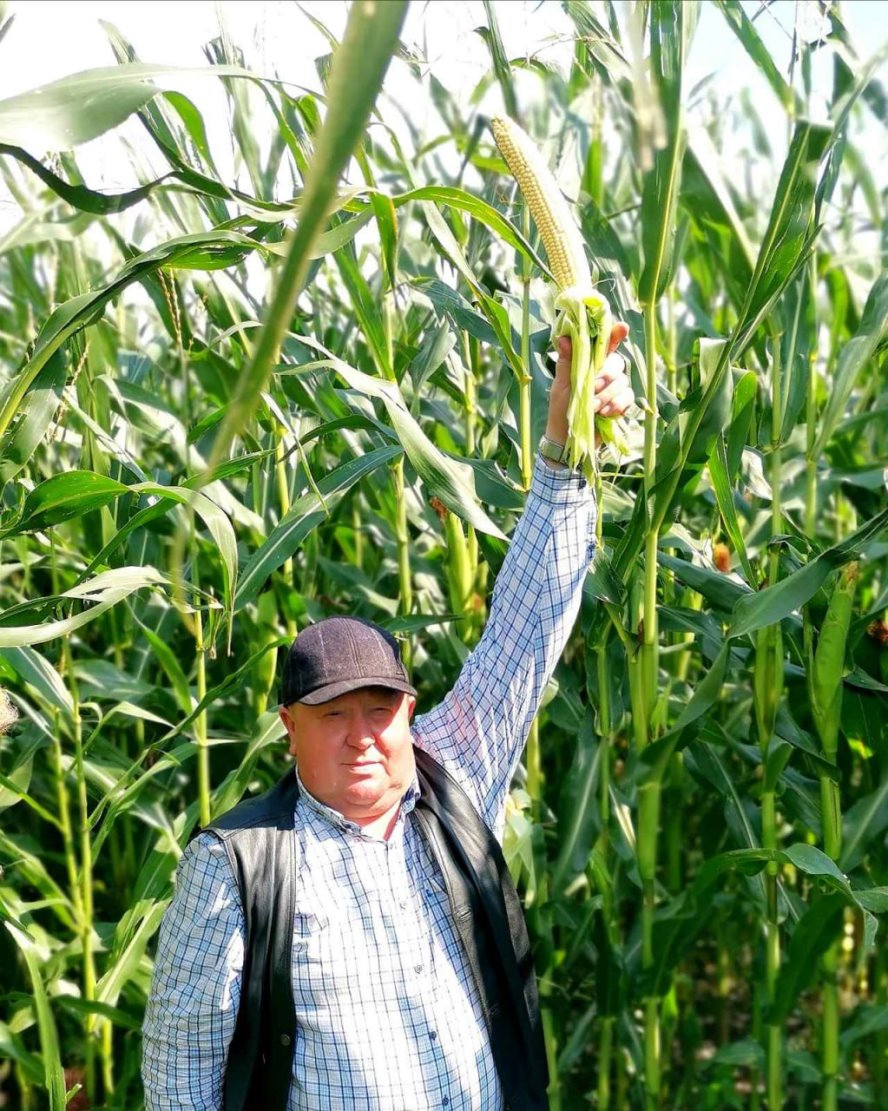 Кукурузу в два человеческих роста вырастили аграрии в Пинском районе