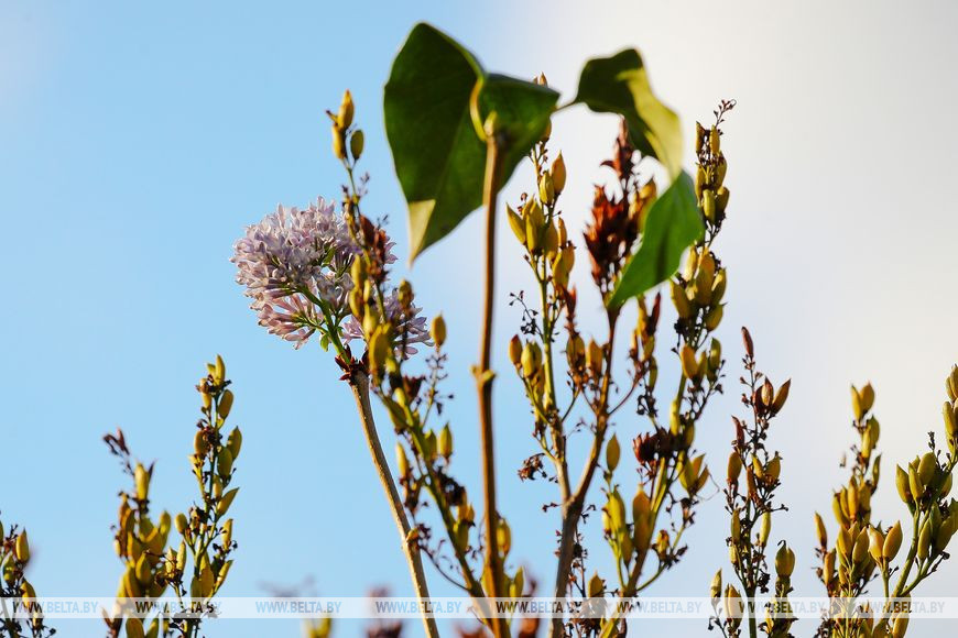 Привет из весны. В Бресте снова зацвела сирень