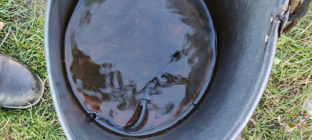 Сотрудники МЧС в Ивановском районе достали из питьевого колодца змею