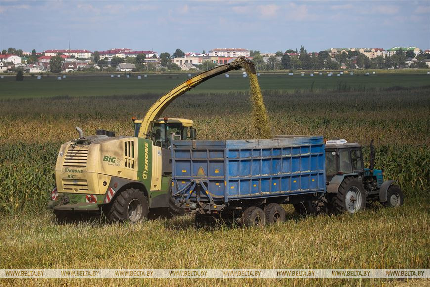 В Малоритском районе довольны урожаем кукурузы