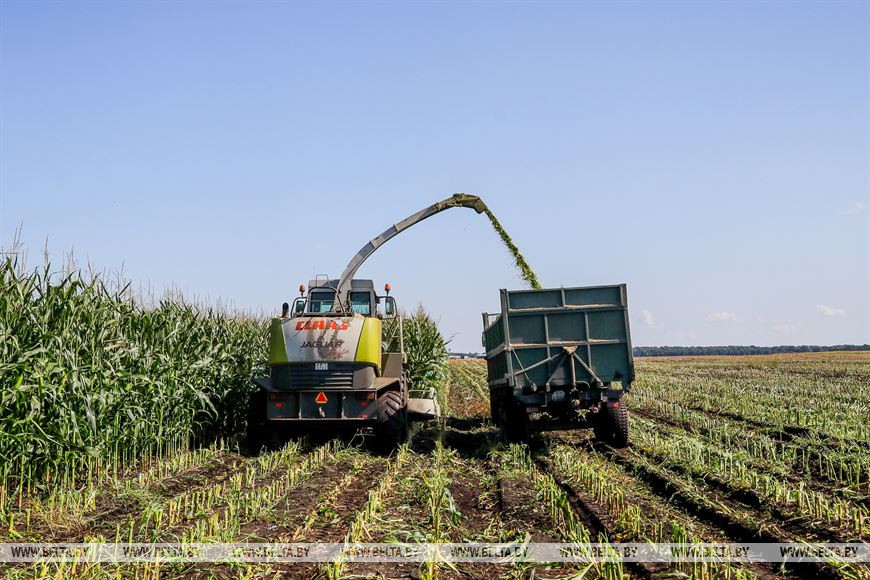 В Малоритском районе довольны урожаем кукурузы