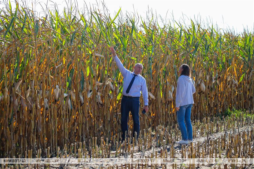 В Малоритском районе довольны урожаем кукурузы