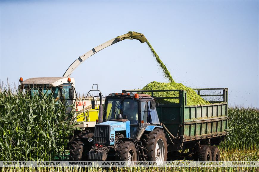 В Малоритском районе довольны урожаем кукурузы