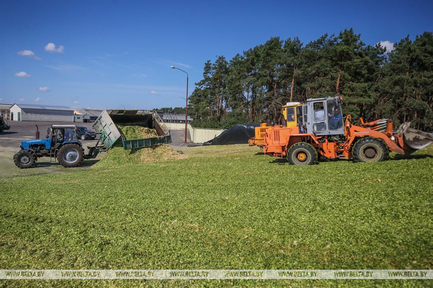В Малоритском районе довольны урожаем кукурузы