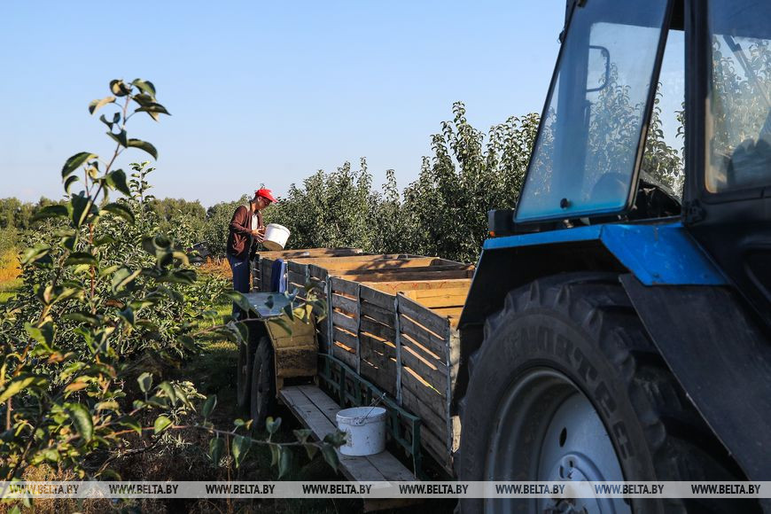 Возможность продлить лето и заработать. Студенты убирают урожай яблок в хозяйстве Брестского района