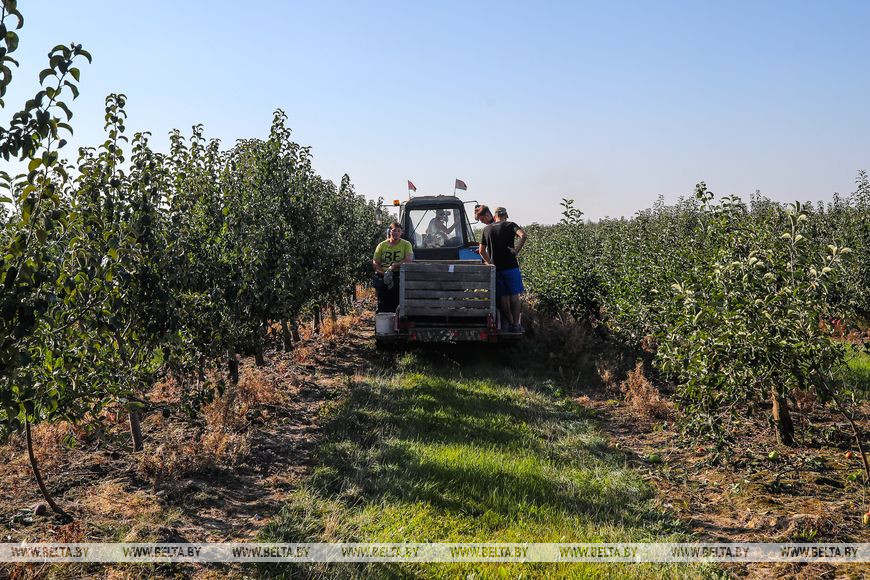 Возможность продлить лето и заработать. Студенты убирают урожай яблок в хозяйстве Брестского района