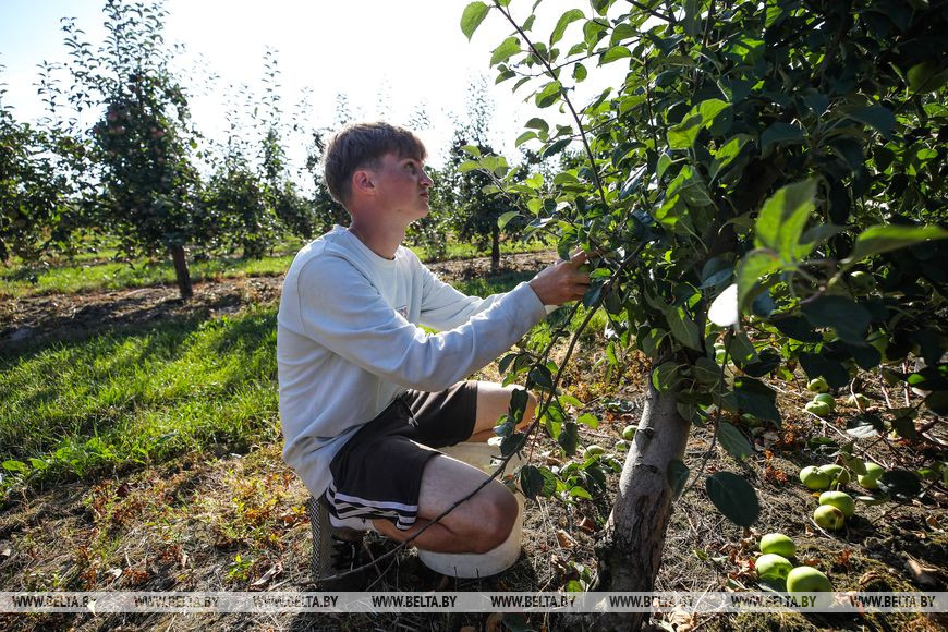 Возможность продлить лето и заработать. Студенты убирают урожай яблок в хозяйстве Брестского района