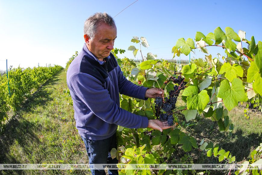 Возможность продлить лето и заработать. Студенты убирают урожай яблок в хозяйстве Брестского района