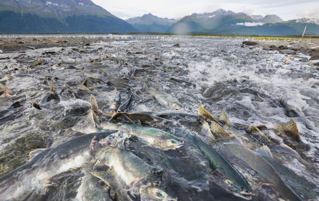 Рис и рыба дорожают во всем мире. Что будет с ценами на суши и роллы в Беларуси?