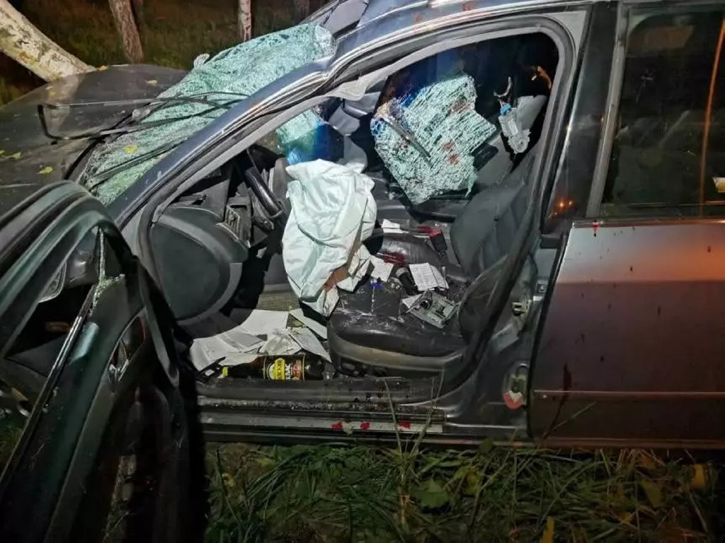 Автомобиль Audi сбил лося