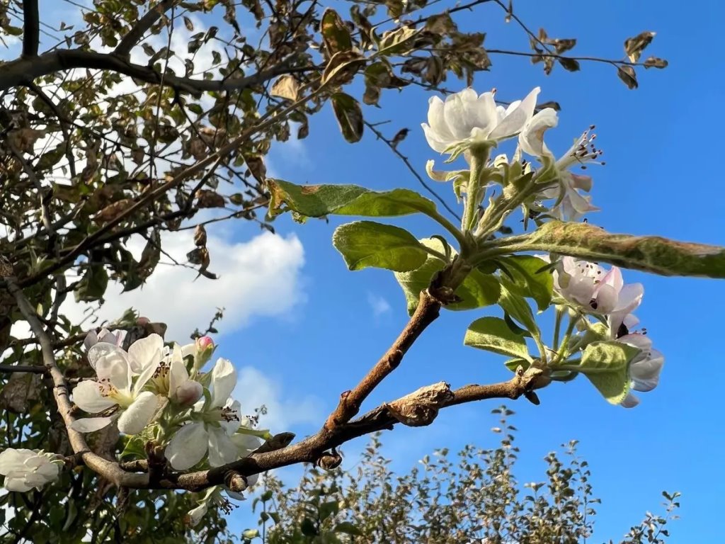 Яблони зацвели в сентябре в Гродно – фотофакт