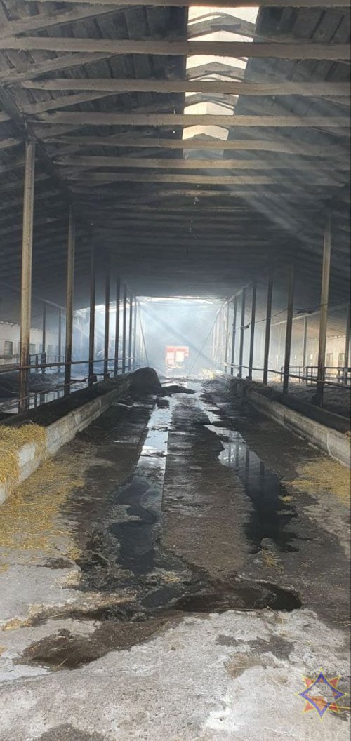 В Ганцевичском районе при пожаре на ферме эвакуировали 200 телят