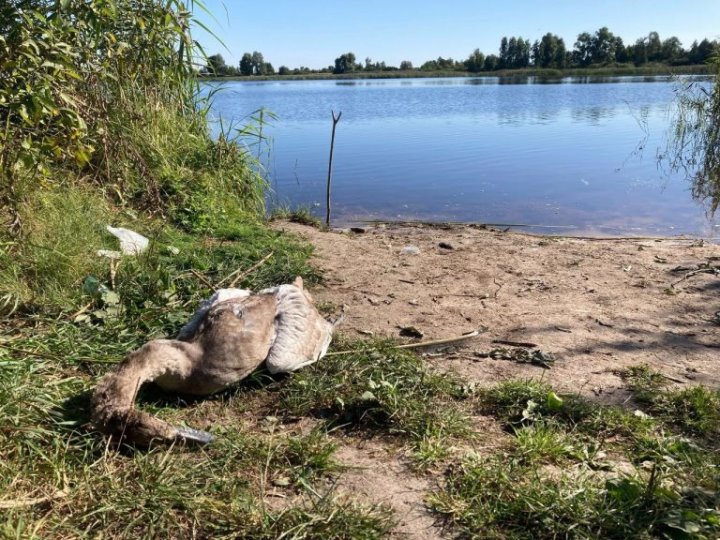 В Гомельской области погиб годовалый лебеденок. В происшествии оказались виноваты люди