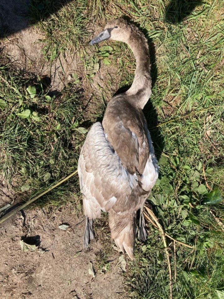 В Гомельской области погиб годовалый лебеденок. В происшествии оказались виноваты люди