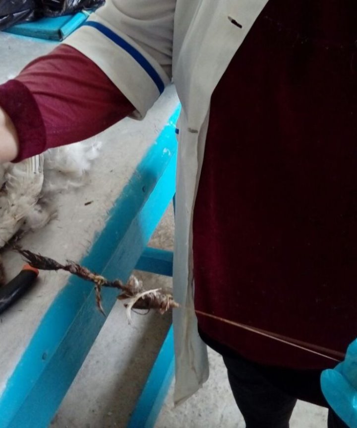 В Гомельской области погиб годовалый лебеденок. В происшествии оказались виноваты люди