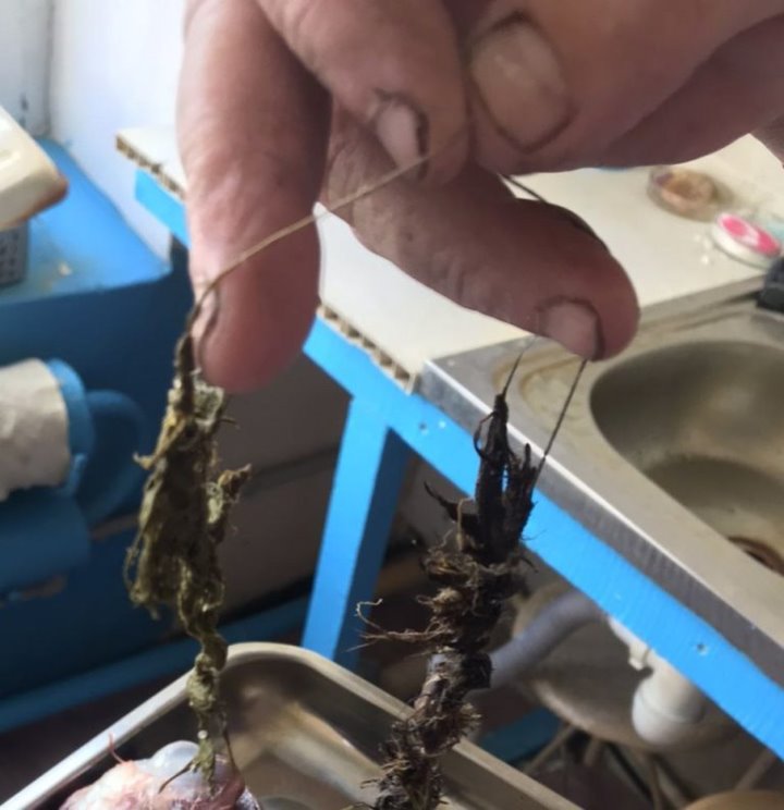 В Гомельской области погиб годовалый лебеденок. В происшествии оказались виноваты люди