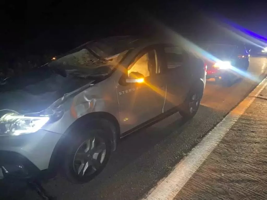 Водитель Renault сбил лося