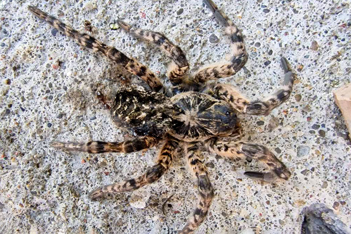 Белорус обнаружил в своем гараже огромного тарантула