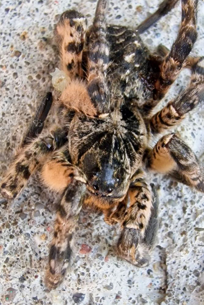 Белорус обнаружил в своем гараже огромного тарантула