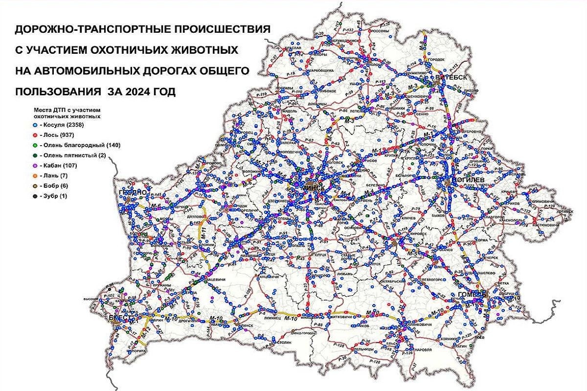 В Беларуси дикие животные гибнут в ДТП — вот  сколько стоит невнимательность водителей