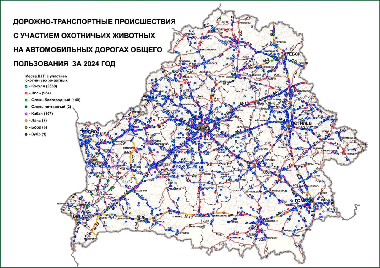 В Беларуси растет количество ДТП с дикими животными – где они случаются?
