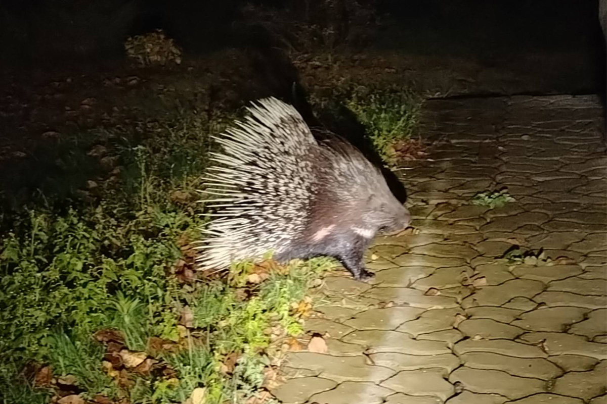 По одной из деревень в Беларуси уже две недели бродит дикобраз — вот откуда он взялся
